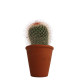 Plante en pot personnalisable pour entreprises - BCM Goodies