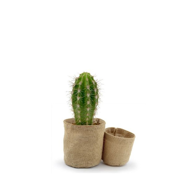 Plante en pot toile de jute personnalisable – Cadeau d’entreprise écologique – Marquage sur étiquette – BCM Goodies