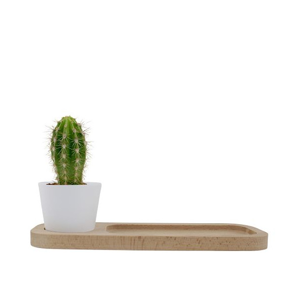 Plante Ø6cm en pot céramique ou terre cuite personnalisable – Cadeau d'entreprise naturel BCM Goodies