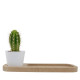Plante Ø6cm en pot céramique ou terre cuite personnalisable – Cadeau d'entreprise naturel BCM Goodies