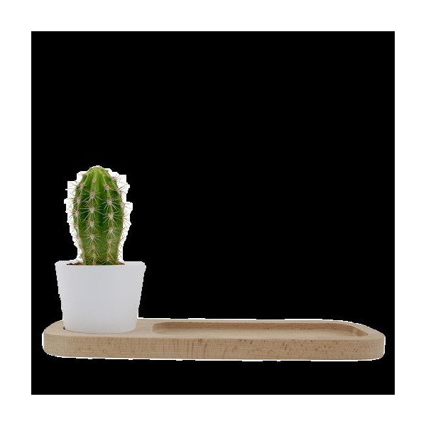 Plante Ø6cm en pot céramique ou terre cuite personnalisable – Cadeau d'entreprise naturel BCM Goodies