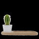 Plante Ø6cm en pot céramique ou terre cuite personnalisable – Cadeau d'entreprise naturel BCM Goodies