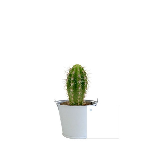 Plante Ø6cm en pot zinc aimanté personnalisable – Cadeau d’entreprise fabriqué en Anjou