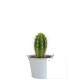 Plante Ø6cm en pot zinc aimanté personnalisable – Cadeau d’entreprise fabriqué en Anjou