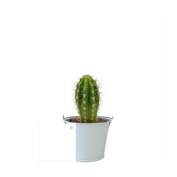 Plante Ø6cm en pot zinc aimanté personnalisable – Cadeau d’entreprise fabriqué en Anjou