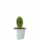 Plante Ø6cm en pot zinc aimanté personnalisable – Cadeau d’entreprise fabriqué en Anjou