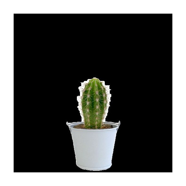 Plante Ø6cm en pot zinc aimanté personnalisable – Cadeau d’entreprise fabriqué en Anjou