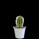 Plante Ø6cm en pot zinc aimanté personnalisable – Cadeau d’entreprise fabriqué en Anjou