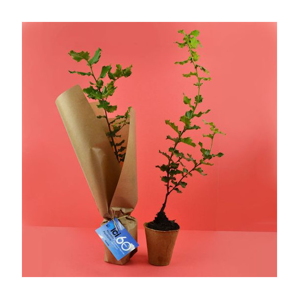 Pot en fibre de bois PEFC avec plant d’arbre à replanter – Cadeau d’entreprise écologique personnalisé