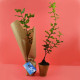 Pot en fibre de bois PEFC avec plant d’arbre à replanter – Cadeau d’entreprise écologique personnalisé