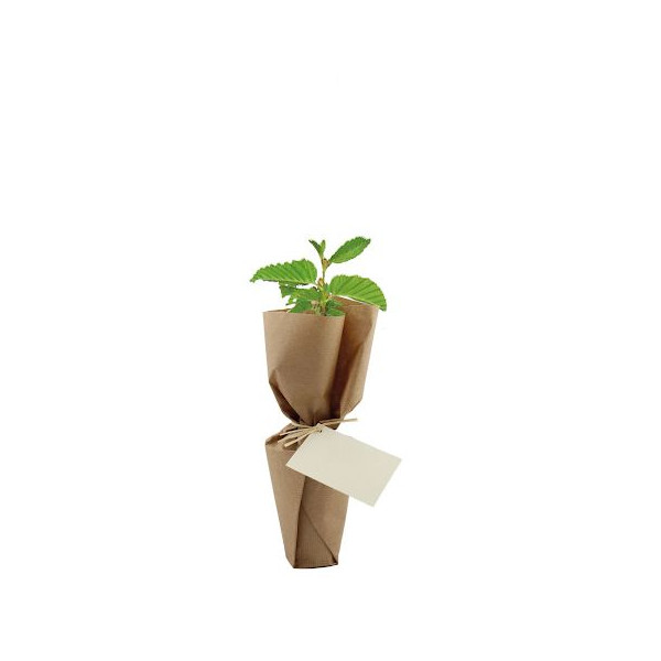 Pot en fibre de bois PEFC avec plant d’arbre à replanter – Cadeau d’entreprise écologique personnalisé
