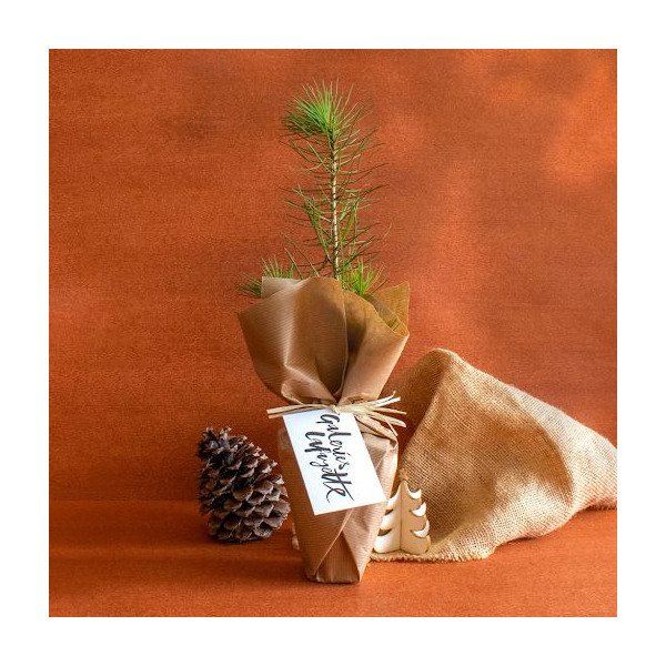 Pot en fibre de bois personnalisable avec plant d’arbre – Objet publicitaire écologique pour entreprises