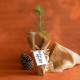 Pot en fibre de bois personnalisable avec plant d’arbre – Objet publicitaire écologique pour entreprises