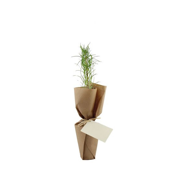 Pot en fibre de bois personnalisable avec plant d’arbre – Objet publicitaire écologique pour entreprises