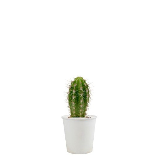 Pot carton plante personnalisable 6 cm – Goodie écologique publicitaire BCM Goodies