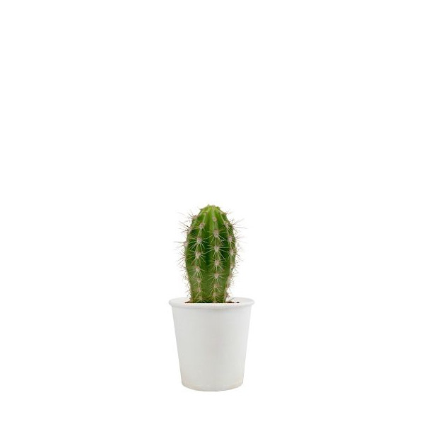 Pot carton plante personnalisable 6 cm – Goodie écologique publicitaire BCM Goodies