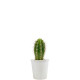 Pot carton plante personnalisable 6 cm – Goodie écologique publicitaire BCM Goodies