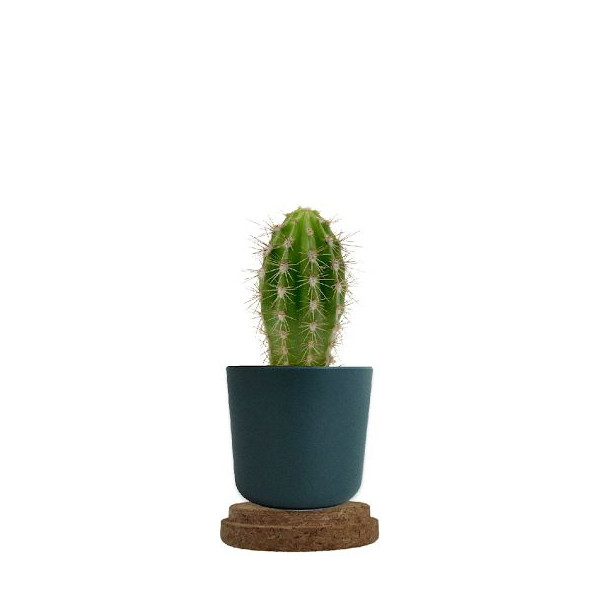 Plante personnalisable en pot bambou liège – Objet publicitaire écologique pour entreprises | BCM Goodies