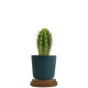 Plante personnalisable en pot bambou liège – Objet publicitaire écologique pour entreprises | BCM Goodies