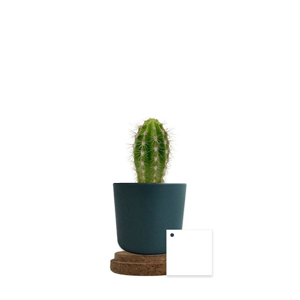 Plante personnalisable en pot bambou liège – Objet publicitaire écologique pour entreprises | BCM Goodies