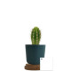 Plante personnalisable en pot bambou liège – Objet publicitaire écologique pour entreprises | BCM Goodies