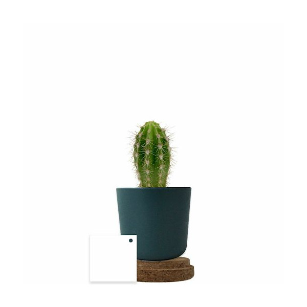Plante personnalisable en pot bambou liège – Objet publicitaire écologique pour entreprises | BCM Goodies