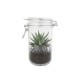 Bocal 75cl avec plante verte et billes d'eau de couleur - BCM Goodies