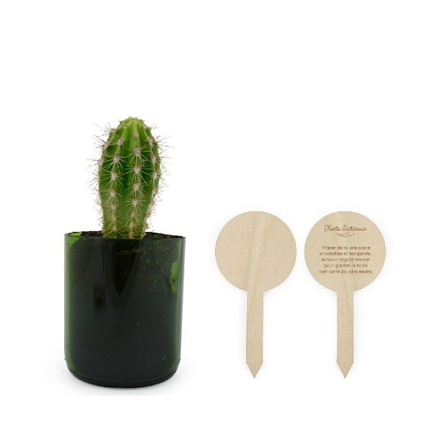 Plante verte personnalisable dans pot recyclé Ø70x85mm avec pic en bois – Objet publicitaire écologique fabriqué en France