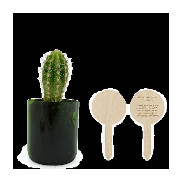 Plante verte personnalisable dans pot recyclé Ø70x85mm avec pic en bois – Objet publicitaire écologique fabriqué en France