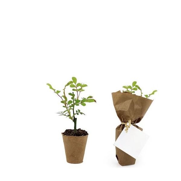 Pot en fibre de bois personnalisé avec plant d’arbre – Goodie écologique pour entreprises et événements B2B