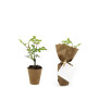 Pot en fibre de bois personnalisé avec plant d’arbre – Goodie écologique pour entreprises et événements B2B