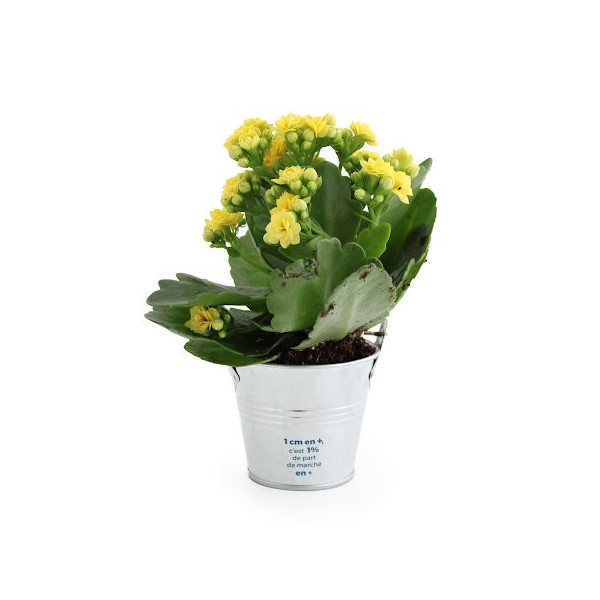 Plante fleurie personnalisable en pot zinc Ø70mm – Cadeau d'entreprise écologique pour événements et welcome packs