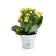 Plante fleurie personnalisable en pot zinc Ø70mm – Cadeau d'entreprise écologique pour événements et welcome packs