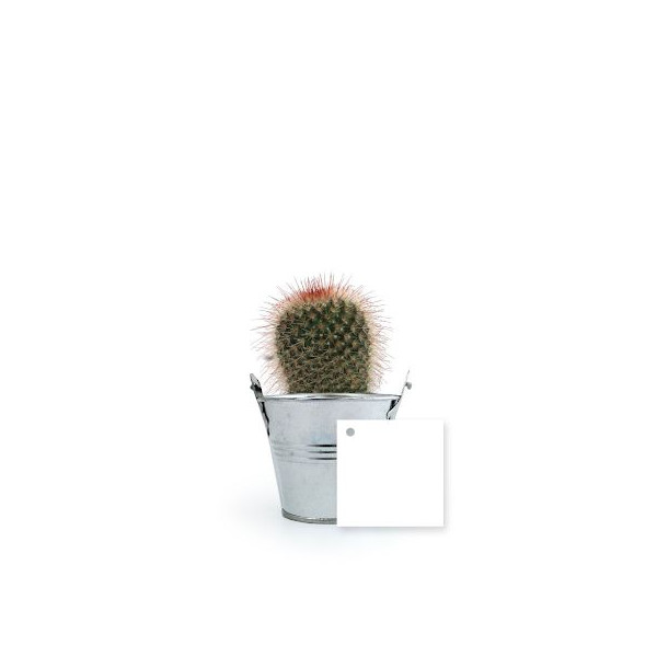 Plante fleurie personnalisable en pot zinc Ø70mm – Cadeau d'entreprise écologique pour événements et welcome packs