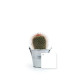 Plante fleurie personnalisable en pot zinc Ø70mm – Cadeau d'entreprise écologique pour événements et welcome packs