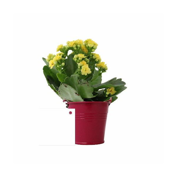Plante fleurie personnalisable en pot zinc Ø70mm – Cadeau d'entreprise écologique pour événements et welcome packs