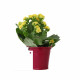 Plante fleurie personnalisable en pot zinc Ø70mm – Cadeau d'entreprise écologique pour événements et welcome packs