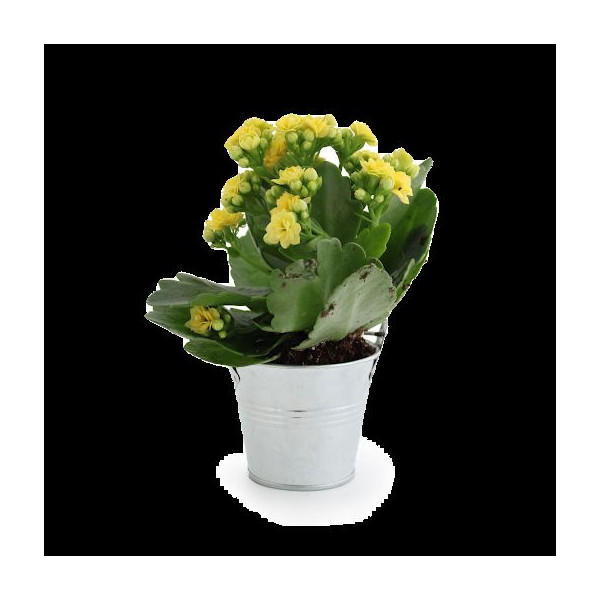 Plante fleurie personnalisable en pot zinc Ø70mm – Cadeau d'entreprise écologique pour événements et welcome packs