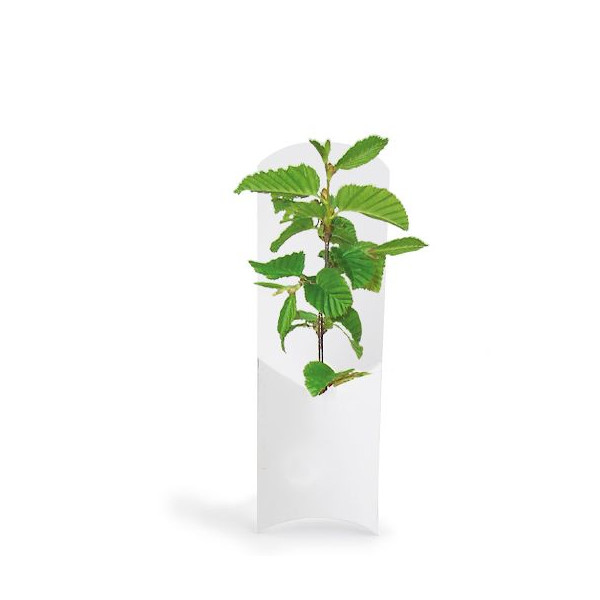 Étui arbre personnalisable pour événements professionnels – Goodies nature B2B