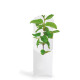 Étui arbre personnalisable pour événements professionnels – Goodies nature B2B