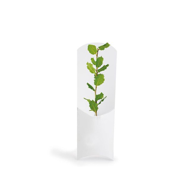Étui arbre personnalisé PRESTIGEs – Support de communication écologique avec plant d’arbre – Cadeau d’entreprise BCM Goodies