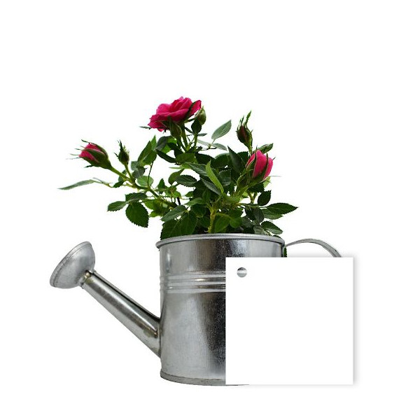 Plante Fleurie en Pot Zinc Arrosoir Personnalisable – Goodie Publicitaire pour Entreprises | BCM Goodies