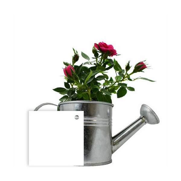 Plante Fleurie en Pot Zinc Arrosoir Personnalisable – Goodie Publicitaire pour Entreprises | BCM Goodies