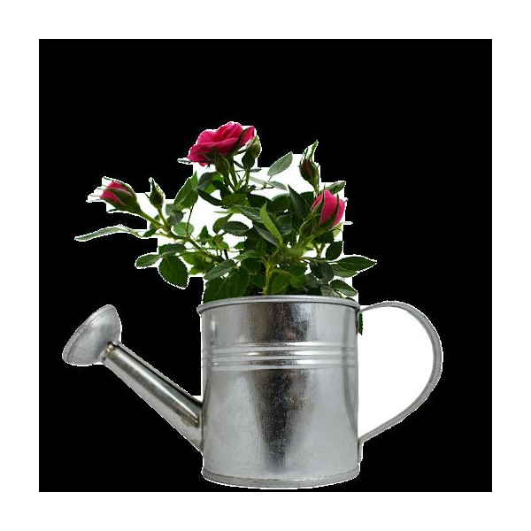 Plante Fleurie en Pot Zinc Arrosoir Personnalisable – Goodie Publicitaire pour Entreprises | BCM Goodies
