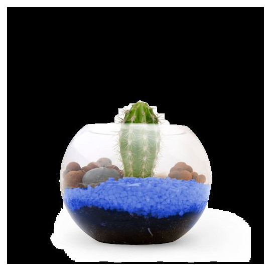 Terrarium DIY Petit modèle personnalisé – Goodies d’entreprise écoresponsable pour communication et événementiel B2B