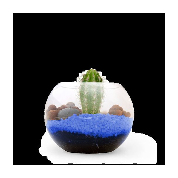 Terrarium DIY Petit modèle personnalisé – Goodies d’entreprise écoresponsable pour communication et événementiel B2B
