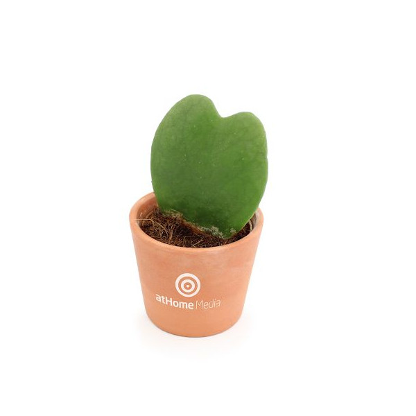 Plante Hoya cœur personnalisée en pot céramique ou terre cuite – Cadeau d’entreprise durable BCM Goodies