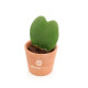 Plante Hoya cœur personnalisée en pot céramique ou terre cuite – Cadeau d’entreprise durable BCM Goodies