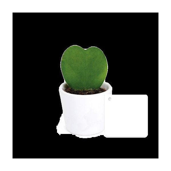 Plante Hoya cœur personnalisée en pot céramique ou terre cuite – Cadeau d’entreprise durable BCM Goodies