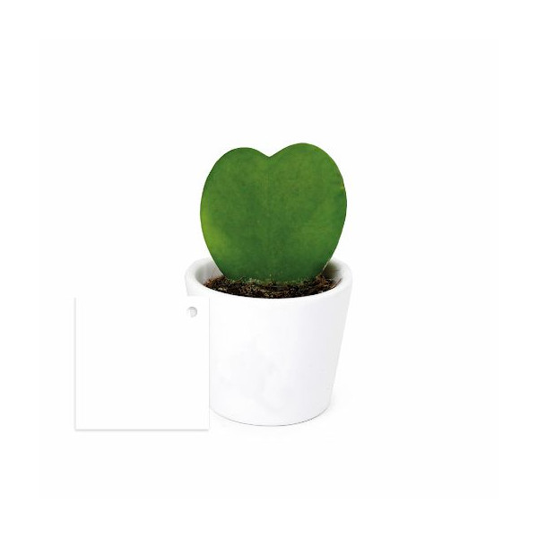 Plante Hoya cœur personnalisée en pot céramique ou terre cuite – Cadeau d’entreprise durable BCM Goodies